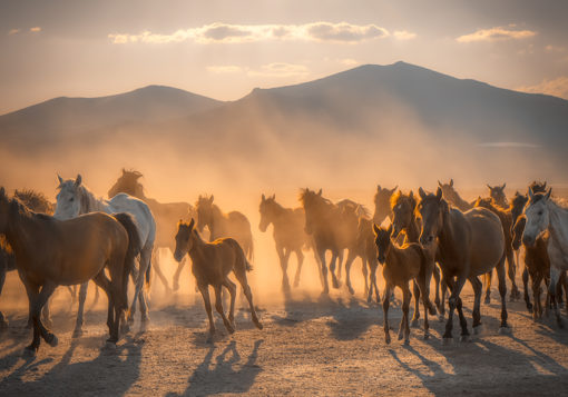Fototapeta zachód słońca i konie