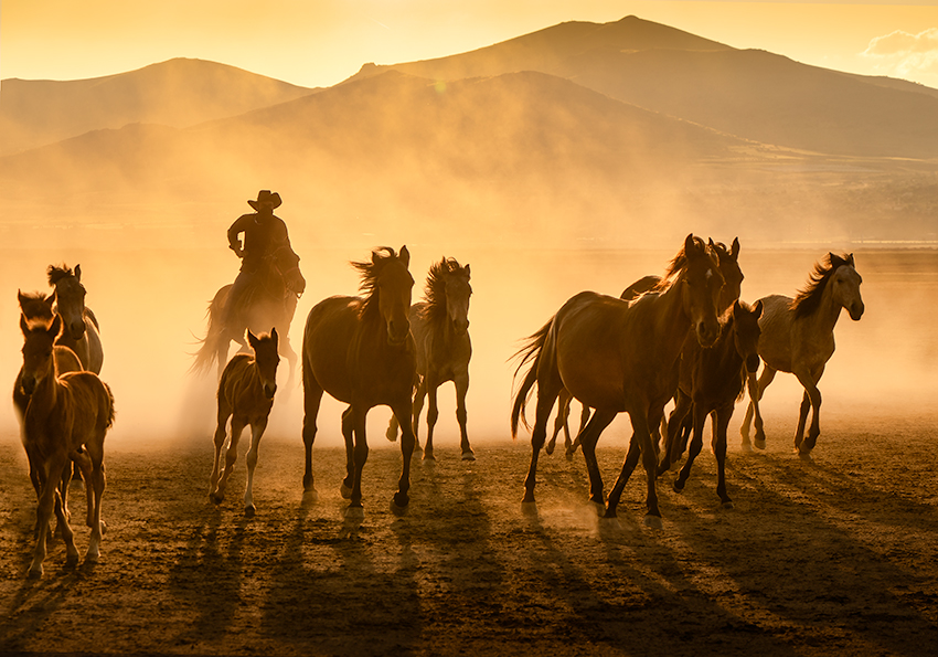 Fototapeta z motywem kowboja i koni