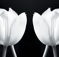 Fototapeta z tulipanami