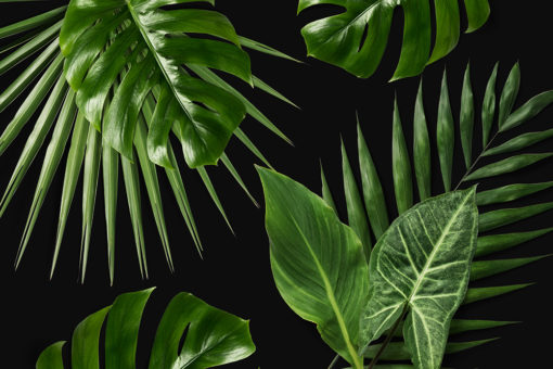 fototapeta w tropikalne liście