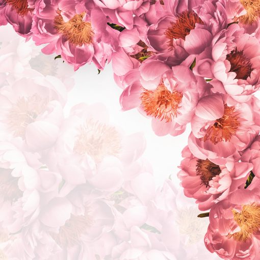 Fototapeta z różowymi peoniami