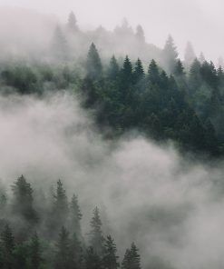 tapeta las i mgła