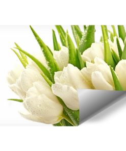 fototapeta z białymi tulipanami